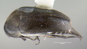Media type: image;   Entomology 604093 Aspect: habitus dorsal view